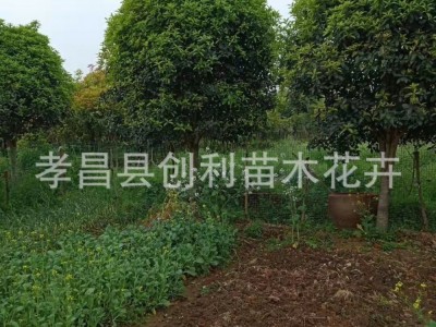 浓香型花卉树桂花树各种规格八月桂金桂银桂四季桂花工程道路绿化图5
