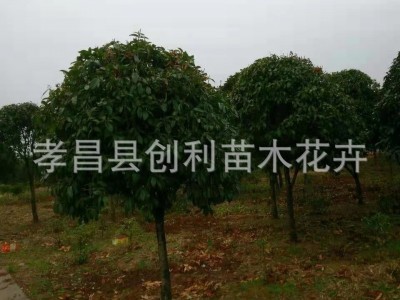 浓香型花卉树桂花树各种规格八月桂金桂银桂四季桂花工程道路绿化图2