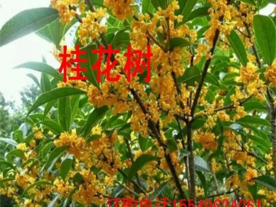 苗木树优质八月桂绿化苗木 金桂花树苗50-70公分高量大低价格包邮图2