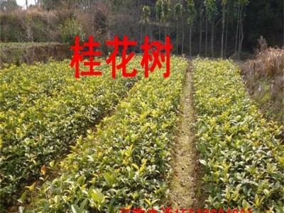 苗木树优质八月桂绿化苗木 金桂花树苗50-70公分高量大低价格包邮图3