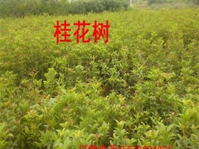 苗木树优质八月桂绿化苗木 金桂花树苗50-70公分高量大低价格包邮图4