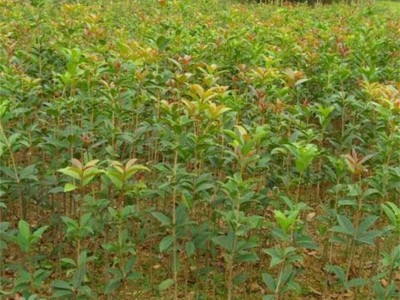 苗木树优质八月桂绿化苗木 金桂花树苗50-70公分高量大低价格包邮图5