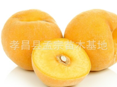 批发桃树大红桃水密桃 红不软 黄桃油桃桃树新品种 占地桃树批发图5