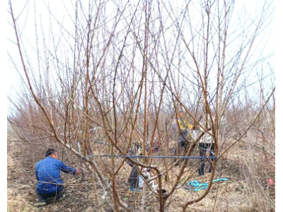 批发桃树大红桃水密桃 红不软 黄桃油桃桃树新品种 占地桃树批发图2
