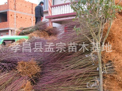 批发桃树大红桃水密桃 红不软 黄桃油桃桃树新品种 占地桃树批发图4