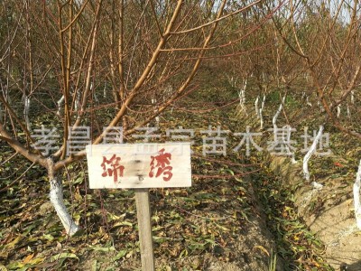 黄桃毛桃占地桃 大红桃油桃水密桃桃树批发占地桃树 桃树新品种图2
