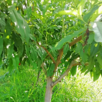 黄桃毛桃占地桃 大红桃油桃水密桃桃树批发占地桃树 桃树新品种