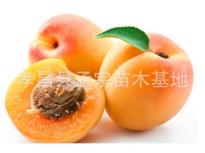 黄桃毛桃占地桃 大红桃油桃水密桃桃树批发占地桃树 桃树新品种图5