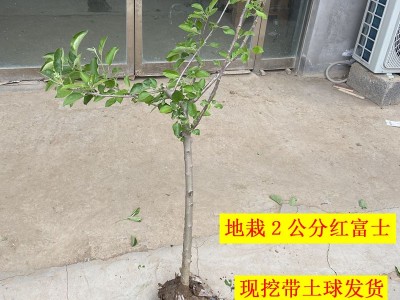 苹果树苗嫁接苗2公分红富士形优美带土球带叶带果发货南北方种植图2