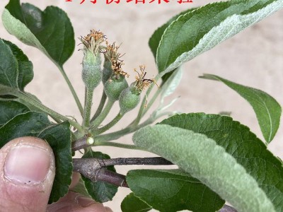 苹果树苗嫁接苗2公分红富士形优美带土球带叶带果发货南北方种植图3