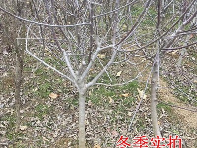 苹果树苗嫁接苗2公分红富士形优美带土球带叶带果发货南北方种植图4
