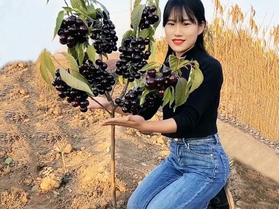 车厘子树苗樱桃树苖特大樱桃树南北方种植当年结果矮化水果树果苗图3