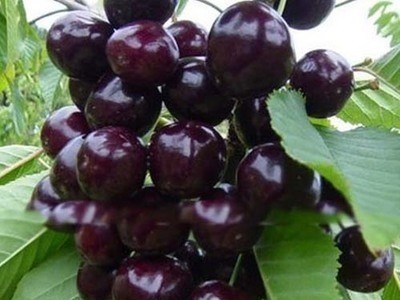 车厘子树苗樱桃树苖特大樱桃树南北方种植当年结果矮化水果树果苗图4