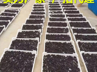 大连即食海参 长海县深海高压即食海参500g 顺丰冷链配送 可代发图3