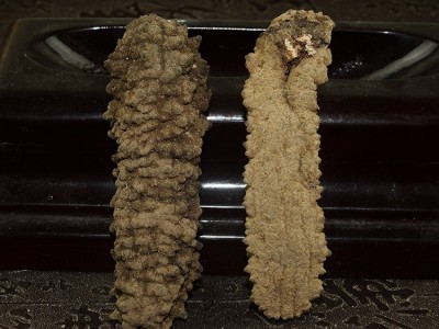 大黄玉参 20头淡干黄肉参 刺王海味干货 厚肉发头大 海参批发500g图3