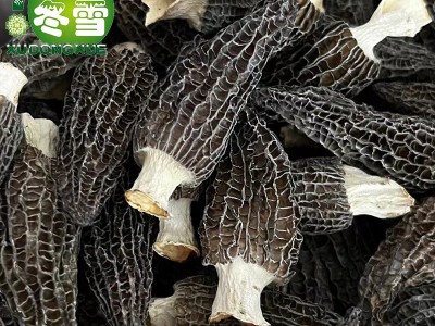 【精品六妹剪柄羊肚菌】直批食用菌食材一件代发淘宝货源诚招代理图2
