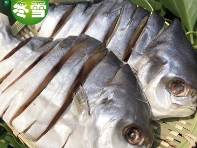 【金鲳鱼】大货批发直批健康食材一件代发诚招代理图2