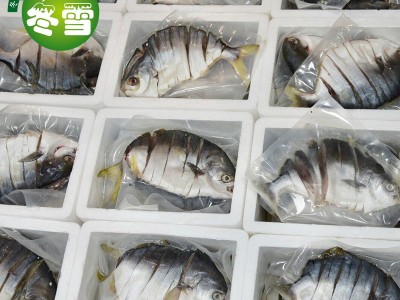 【金鲳鱼】大货批发直批健康食材一件代发诚招代理图5