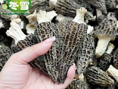 【福利款羊肚菌】大货直批食用菌食材一件代发淘宝货源诚招代理图3