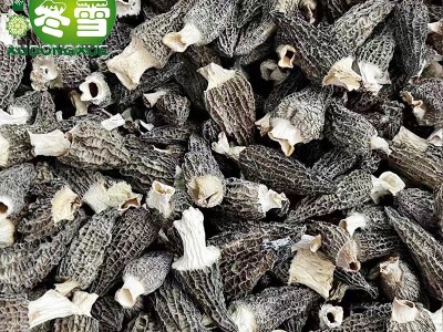 【福利款羊肚菌】大货直批食用菌食材一件代发淘宝货源诚招代理图5
