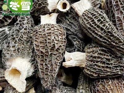 【福利款羊肚菌】大货直批食用菌食材一件代发淘宝货源诚招代理图4