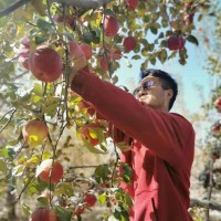 新疆阿克苏苹果当季新鲜果王果园现摘直发多汁苹果礼盒装顺丰包邮
