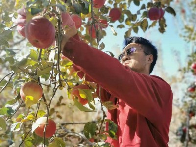 新疆阿克苏苹果当季新鲜果王果园现摘直发多汁苹果礼盒装顺丰包邮图2