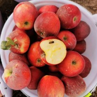 新疆阿克苏苹果新鲜水果果园现摘整箱顺丰包邮新疆应季甜苹果特大