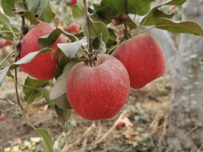 新疆阿克苏苹果新鲜水果果园现摘整箱顺丰包邮新疆应季甜苹果特大图3
