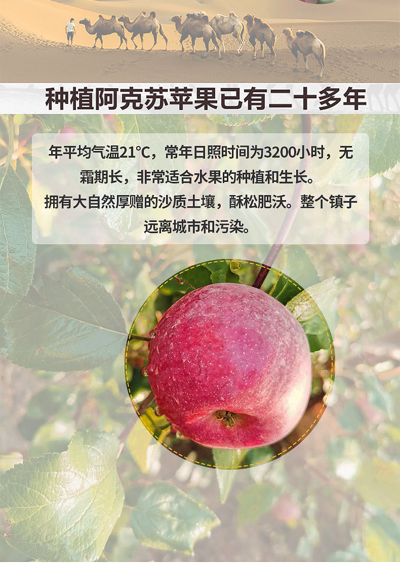 22813823735_327866679_副本