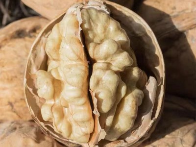 产地货源 新疆薄皮核桃 新货 纸皮核桃 坚果零食老少皆宜干果批发图3