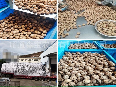 云南产地瘦型103山核桃果500克纸皮薄皮优质大果新货包邮厂家批发图2