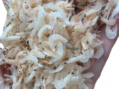虾皮 虾米 淡干 熟虾皮 流水线图3