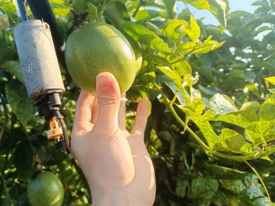 百香果大量批发云南5斤新鲜应当季果大果香现摘包邮一件代发代发图2