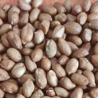 阿根廷高油酸花生大粒带皮原味花生米炒制熟花生米散装称重花生米