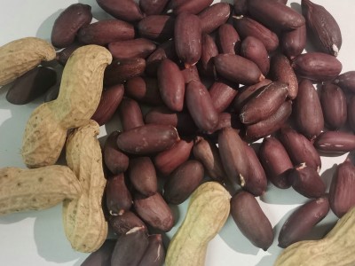 香甜带壳山东大花生黑花生米 供应黑珍珠紫皮花生米杂粮黑花生图3