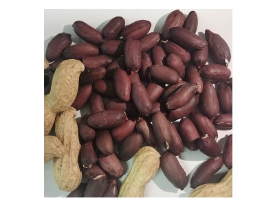 香甜带壳山东大花生黑花生米 供应黑珍珠紫皮花生米杂粮黑花生图5