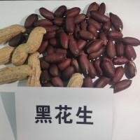 香甜带壳山东大花生黑花生米 供应黑珍珠紫皮花生米杂粮黑花生