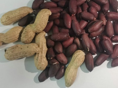香甜带壳山东大花生黑花生米 供应黑珍珠紫皮花生米杂粮黑花生图4