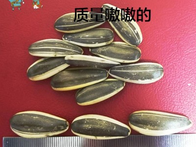 零售内蒙精品生葵花籽大号180-190原产地口感佳特大毛磕5斤包邮图5