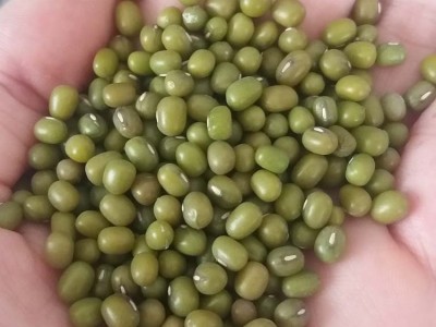 发芽用芽绿豆新品上市发芽率高产地直销出口级明绿豆芽豆图3