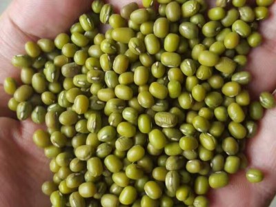 发芽用芽绿豆新品上市发芽率高产地直销出口级明绿豆芽豆图4