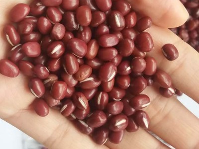 农安红红豆可商检可出口5.5mm大颗粒抛光出口级高标准红小豆图3
