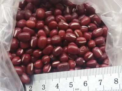 农安红红豆可商检可出口5.5mm大颗粒抛光出口级高标准红小豆图5