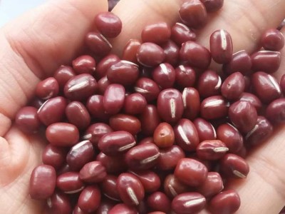 农安红红豆可商检可出口5.5mm大颗粒抛光出口级高标准红小豆图4