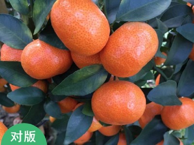 沙糖桔子树苗砂糖橘橘子树苖盆栽地栽果树果苗当年结果大苗柑橘苗图5