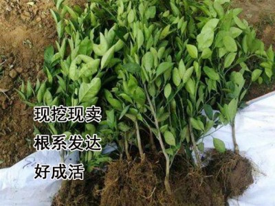 爱媛38号 红美人 嫁接柑桔树苗 早熟柑桔苗 四川嫁接早熟柑橘果树图2