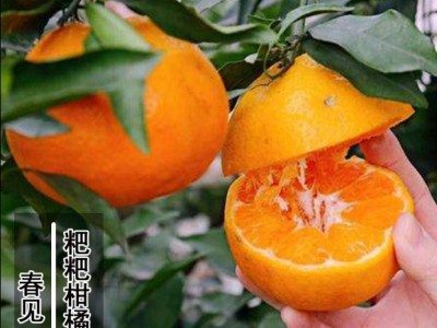 爱媛38号 红美人 嫁接柑桔树苗 早熟柑桔苗 四川嫁接早熟柑橘果树图4