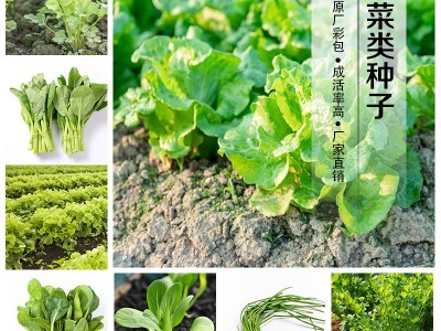 基地批发蔬菜种子四季种植种籽叶菜速生快熟发芽率高农家庭院厂家图5