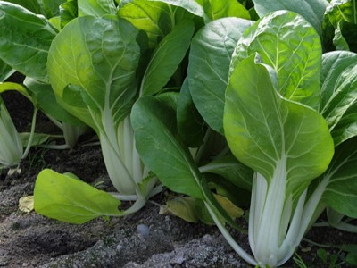 基地批发蔬菜种子四季种植种籽叶菜速生快熟发芽率高农家庭院厂家图2
